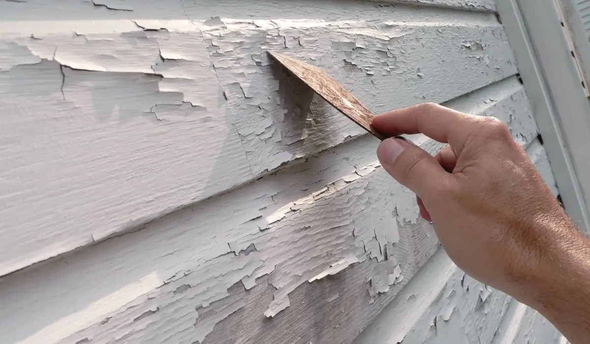 Hand scraping cracked exterior paint from home siding, showing common spring weather damage affecting paint durability.